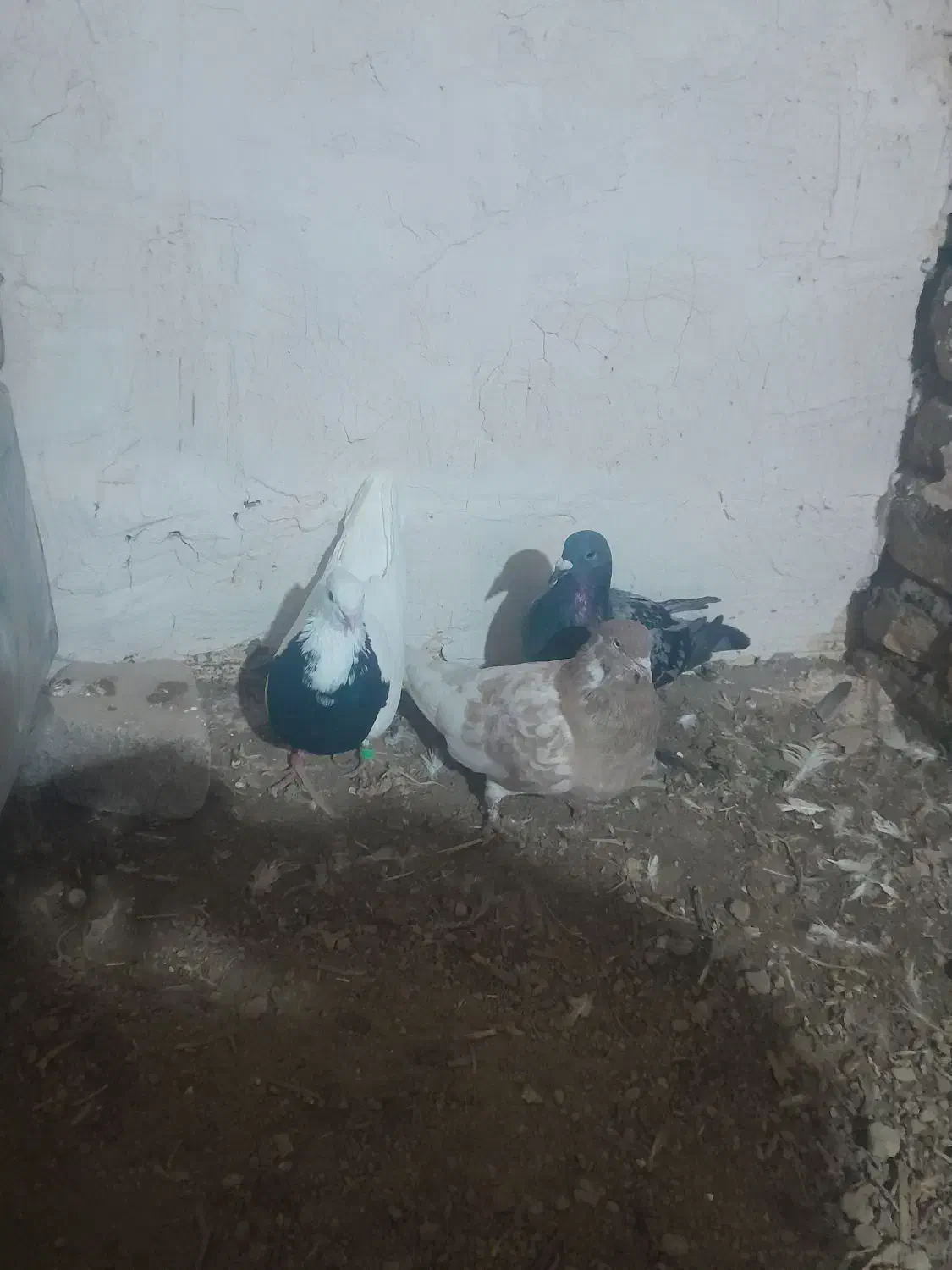 کفترمفت ۳تاباهم 650|پرنده|گلبهار, شهر جدید گلبهار|دیوار