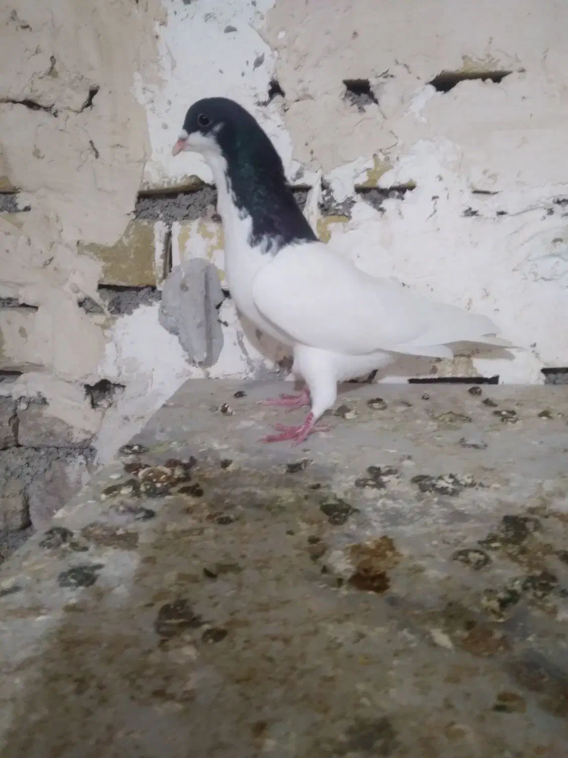 کبوتر شصتی نر قلدر بدرنگ نر|پرنده|تاکستان, |دیوار