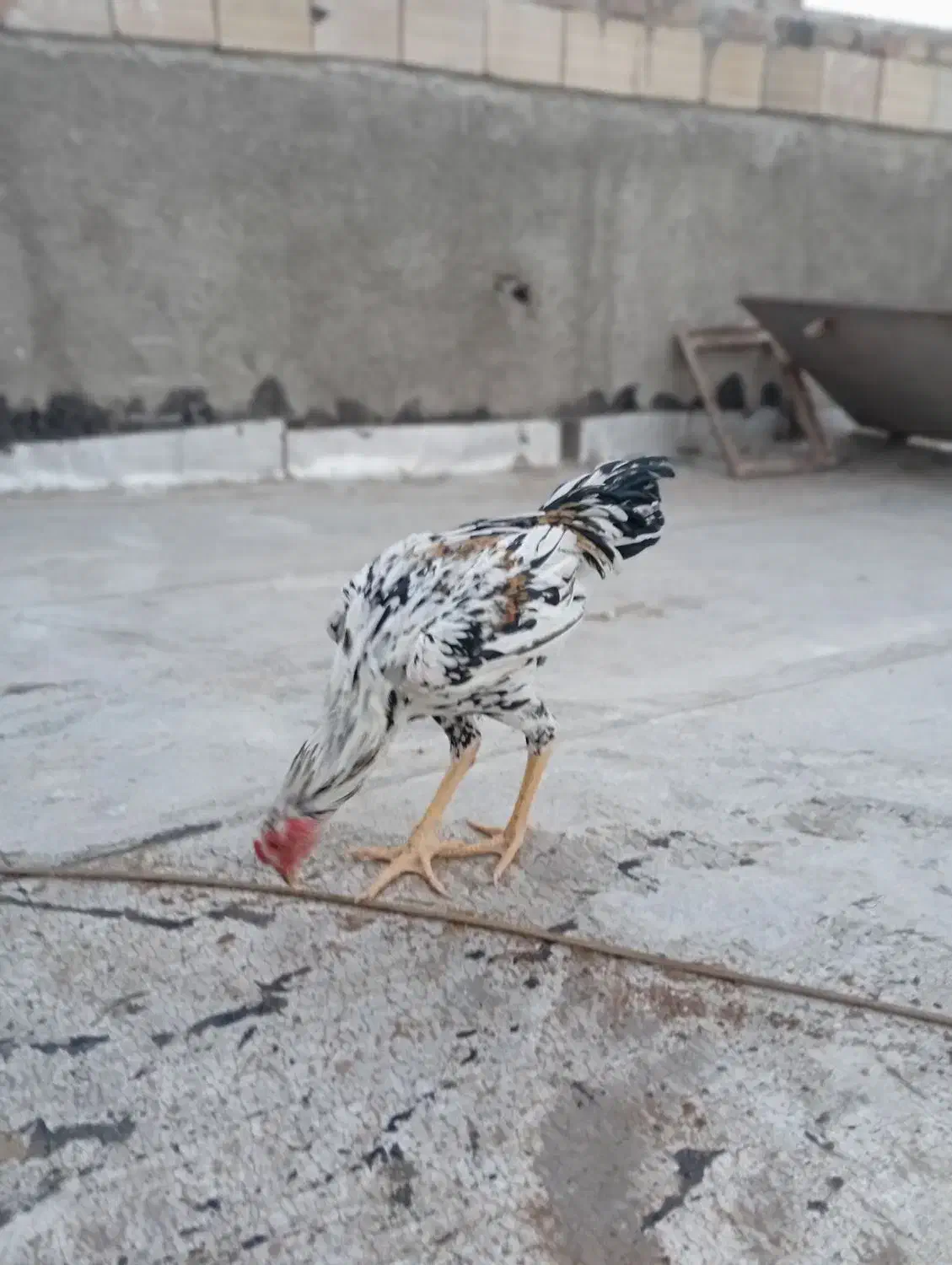 جوجه خروس لاری۷ماهه چهاردونگ|حیوانات مزرعه|بهارستان, |دیوار