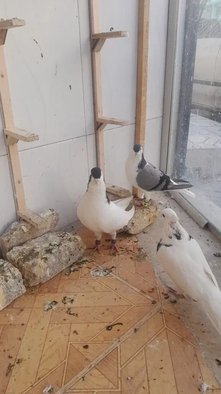 کفتر رنگه|پرنده|بالا ولایت, |دیوار