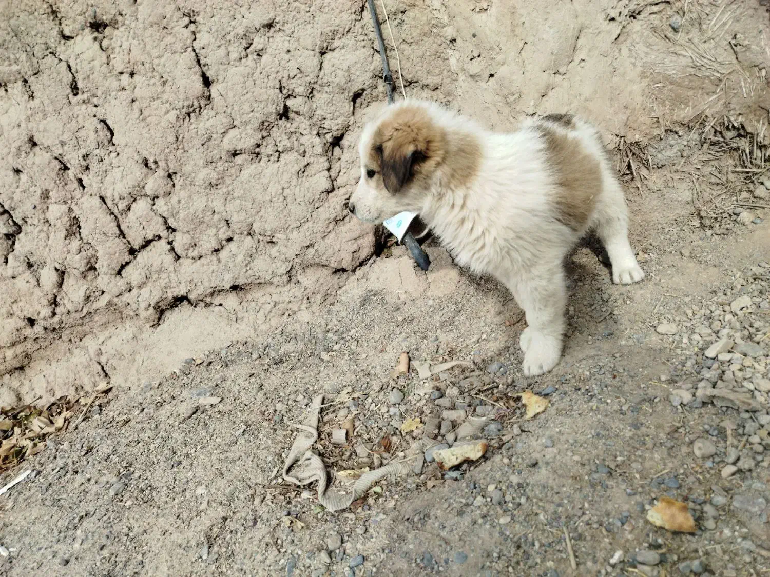 فروشی|اسباب‌بازی بچه|شاهرود, |دیوار