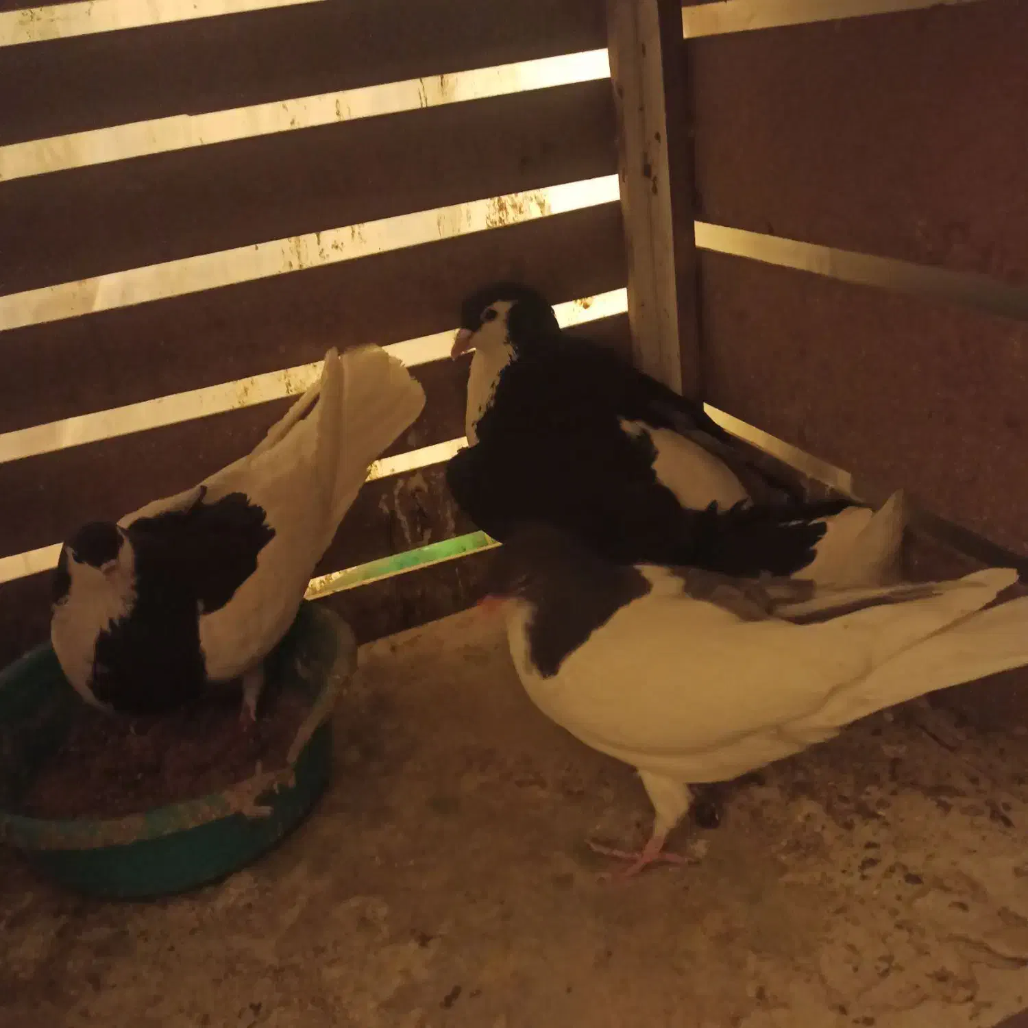 رنگی ساده|پرنده|بجنورد, |دیوار