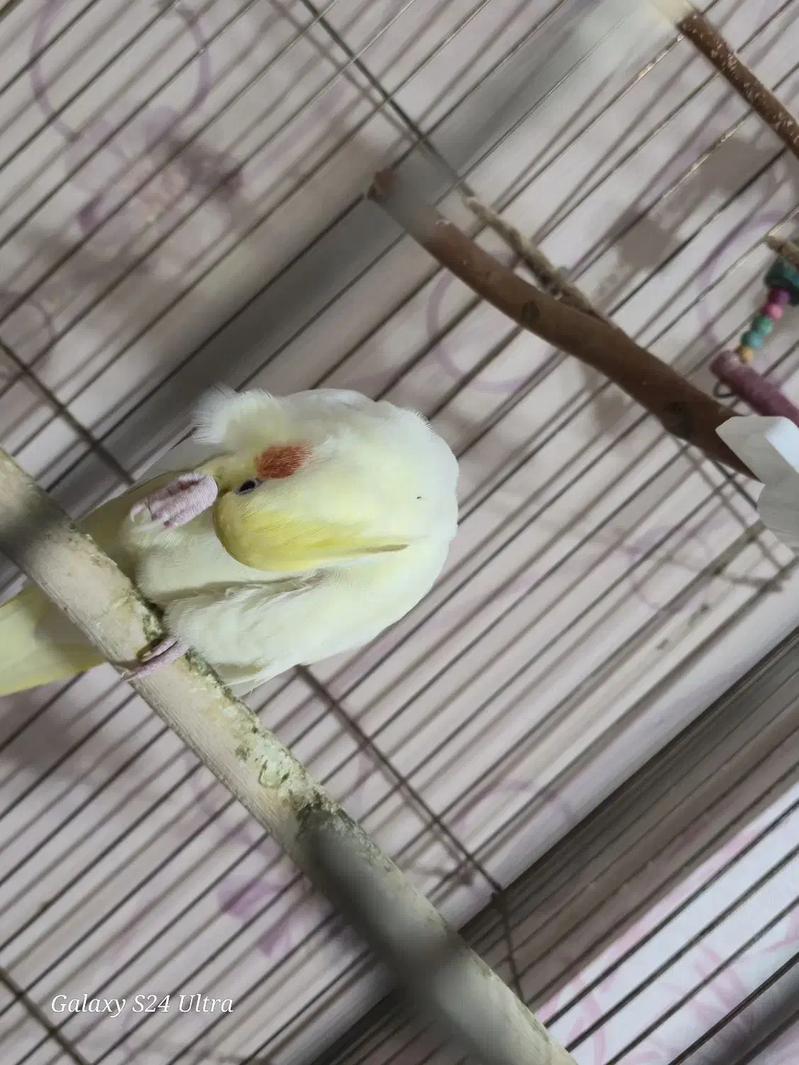 عروس هلندی گمشده|حیوانات|کرمانشاه, |دیوار