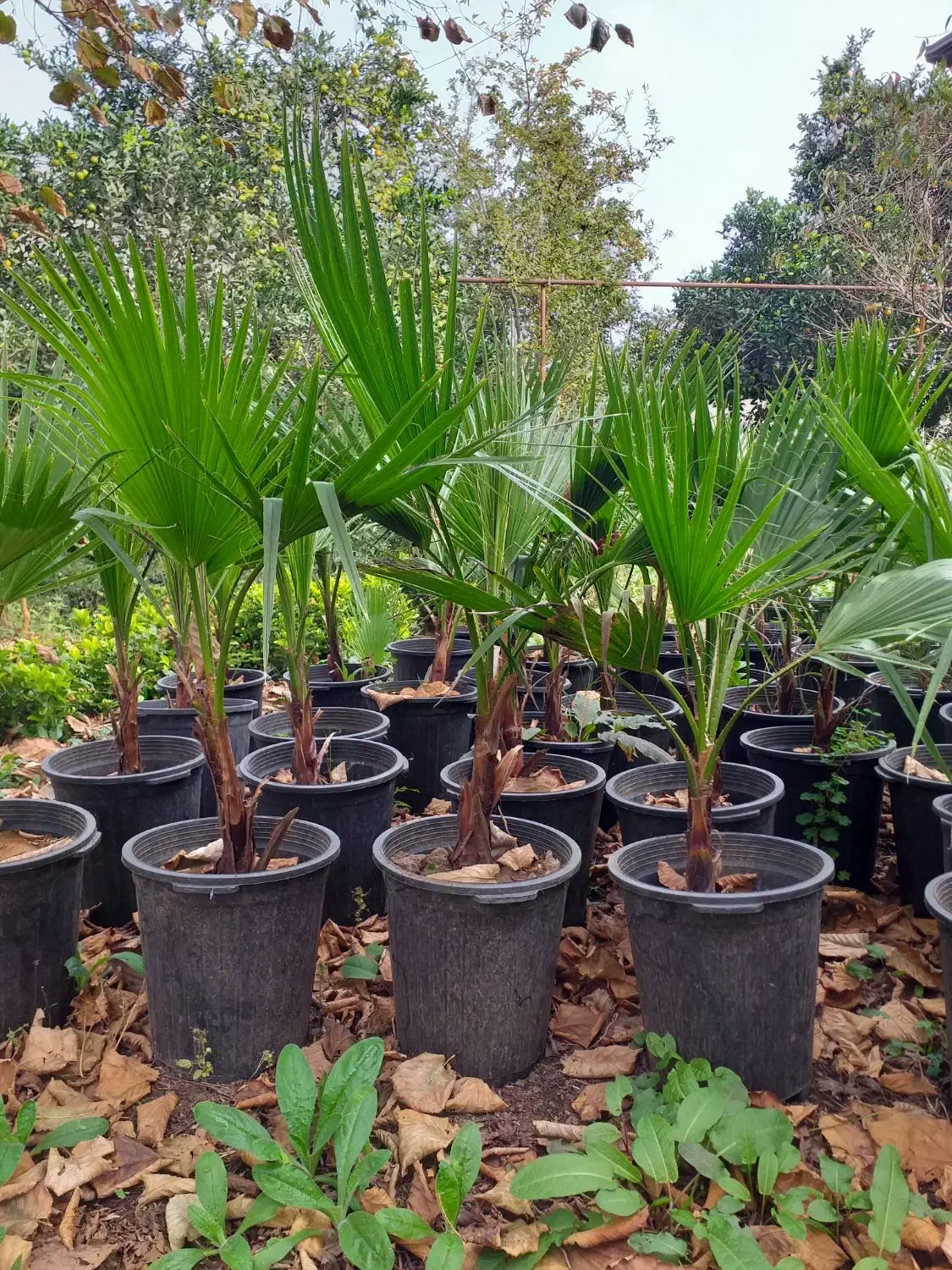 پالم سطل ۱۰|گل و گیاه طبیعی|واجارگاه, |دیوار