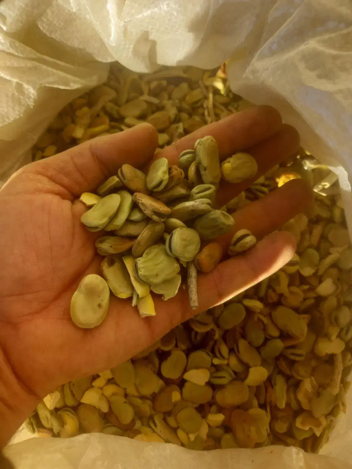 باقله شاخ بزی|خوردنی و آشامیدنی|بیرانوند, |دیوار