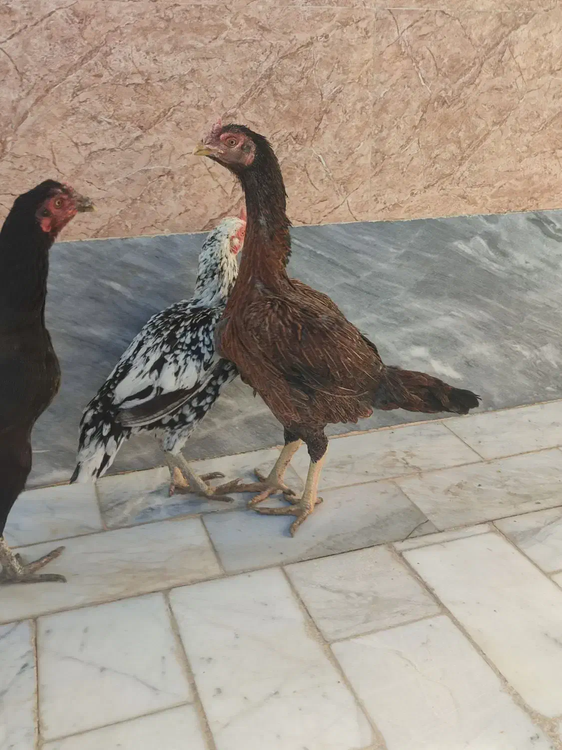 مرغ نسل دار|حیوانات مزرعه|سراوان, |دیوار