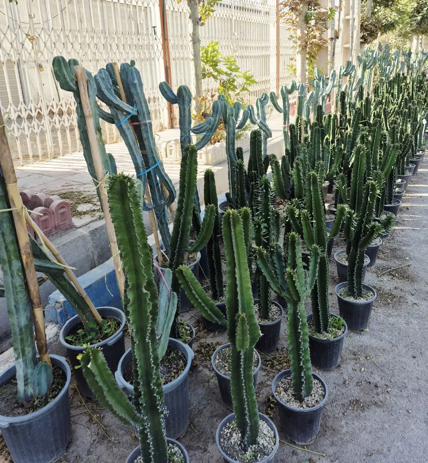 گل و گیاه طبیعی|گل و گیاه طبیعی|پاکدشت, پاکدشت (مامازند)|دیوار