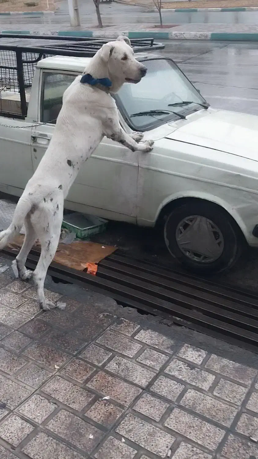 سگ سرابی واگذاری فوری فوری|سگ|اسلام‌شهر, مظفریه|دیوار