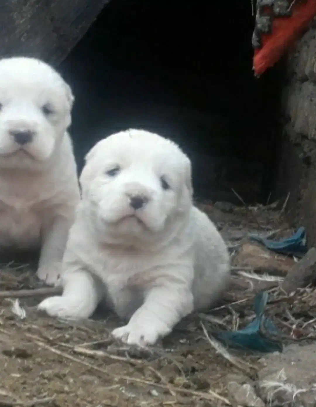 آلابای بااصالت نگهبان.. گله ای و..فی فقط سه|سگ|مشهد, ترمینال|دیوار