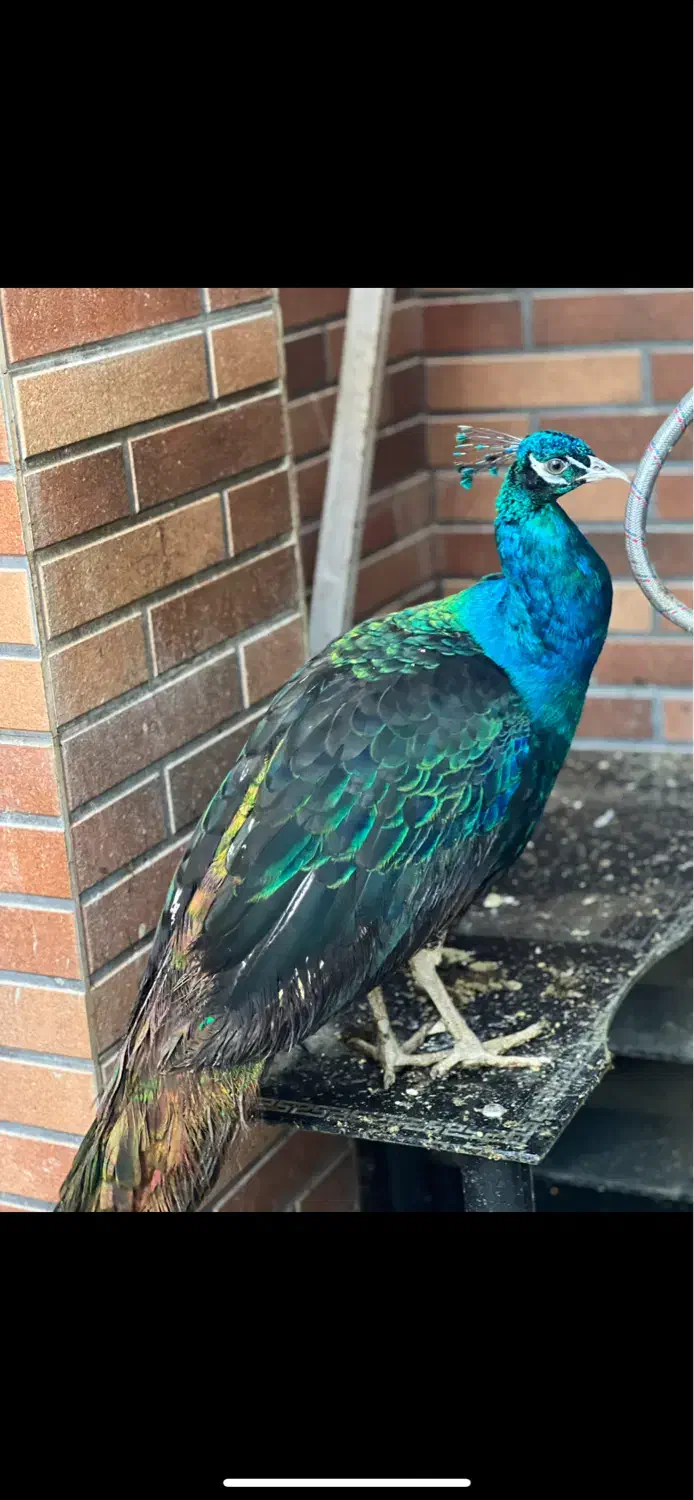 پرنده|پرنده|امیرکلا, |دیوار