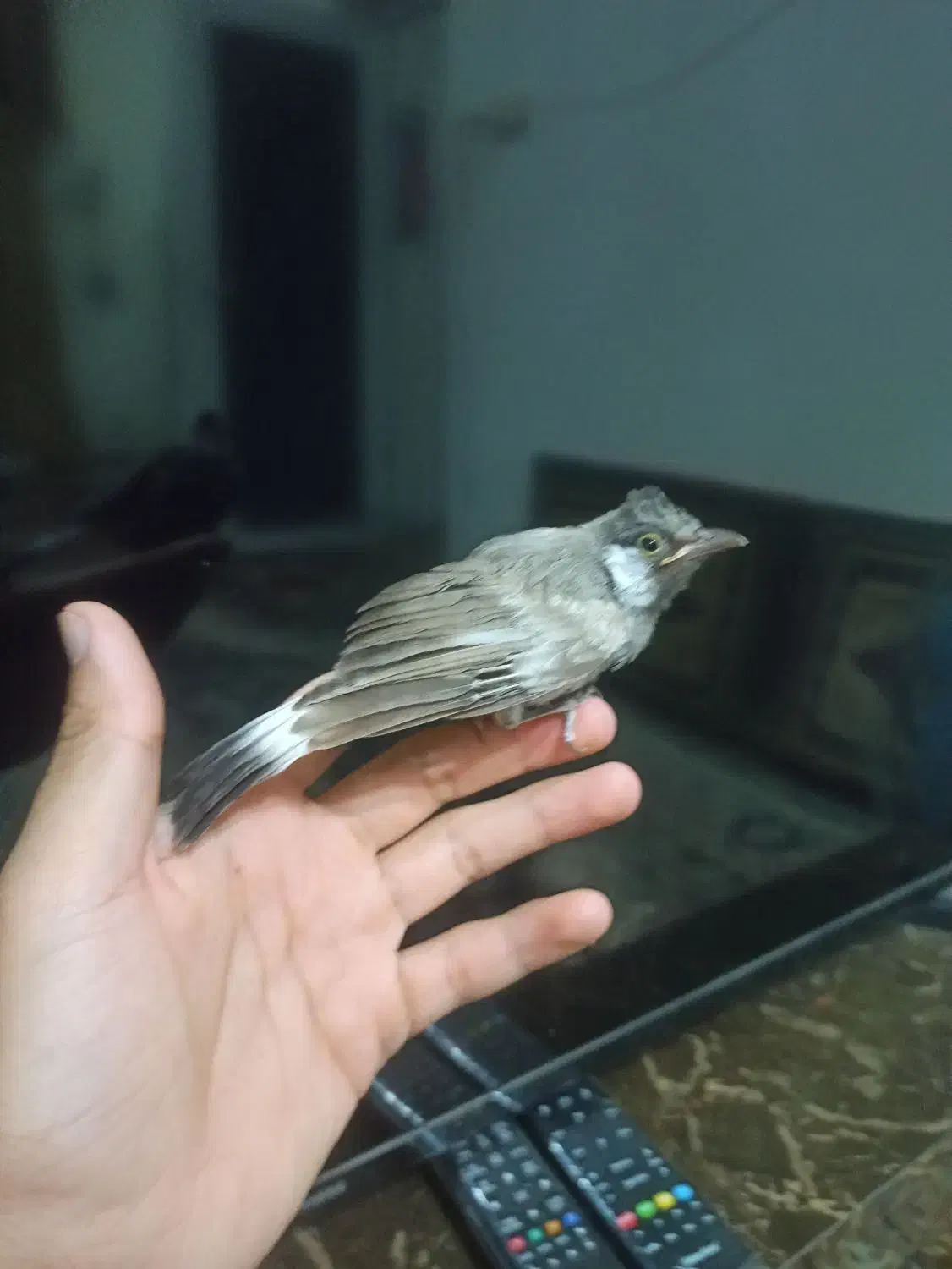 پرنده|پرنده|شیراز, اصلاح‌نژاد|دیوار