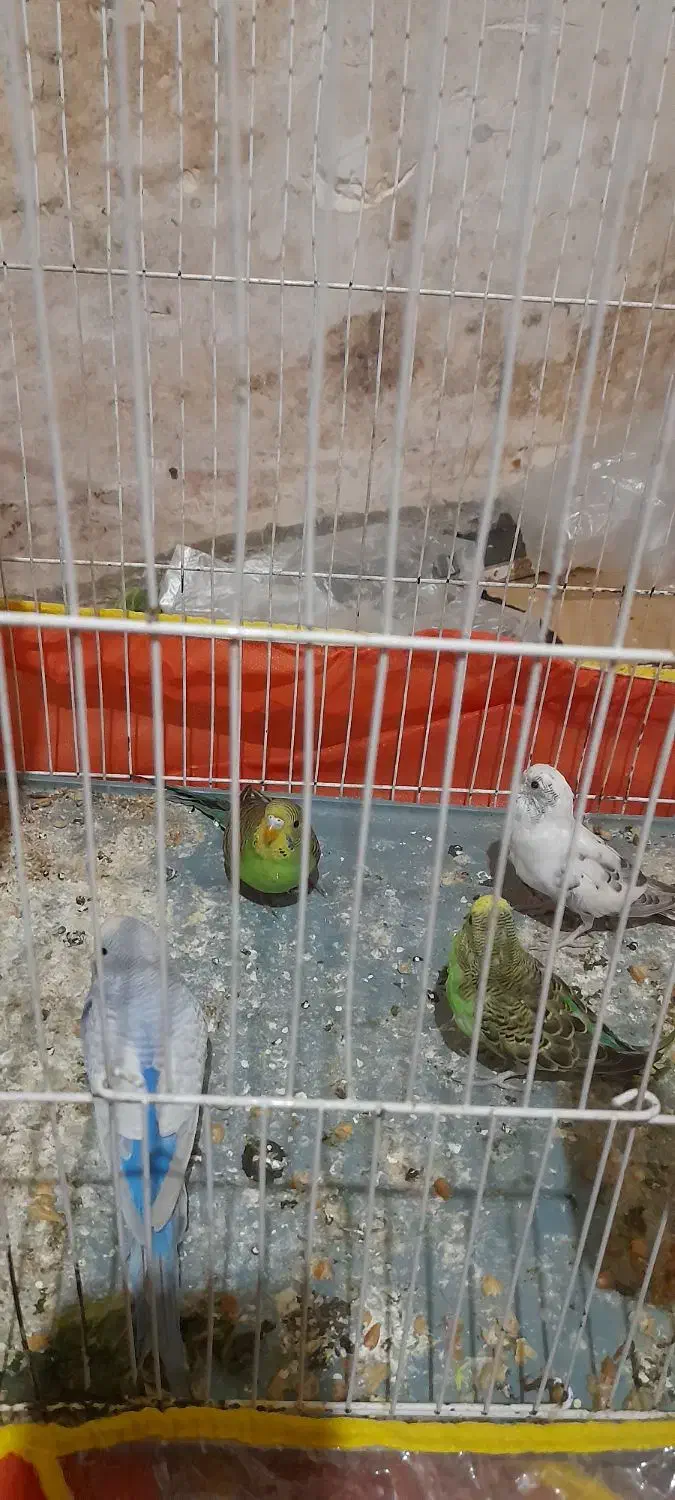 ۵عدد مرغ عشق سرحال دونه ای ۱۳۰هزار|پرنده|چناران, |دیوار