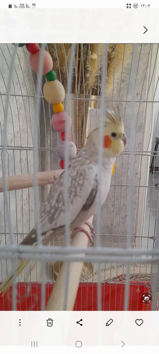 عروس هلندی اماده اماده دستی|پرنده|کرج, شاهینویلا|دیوار