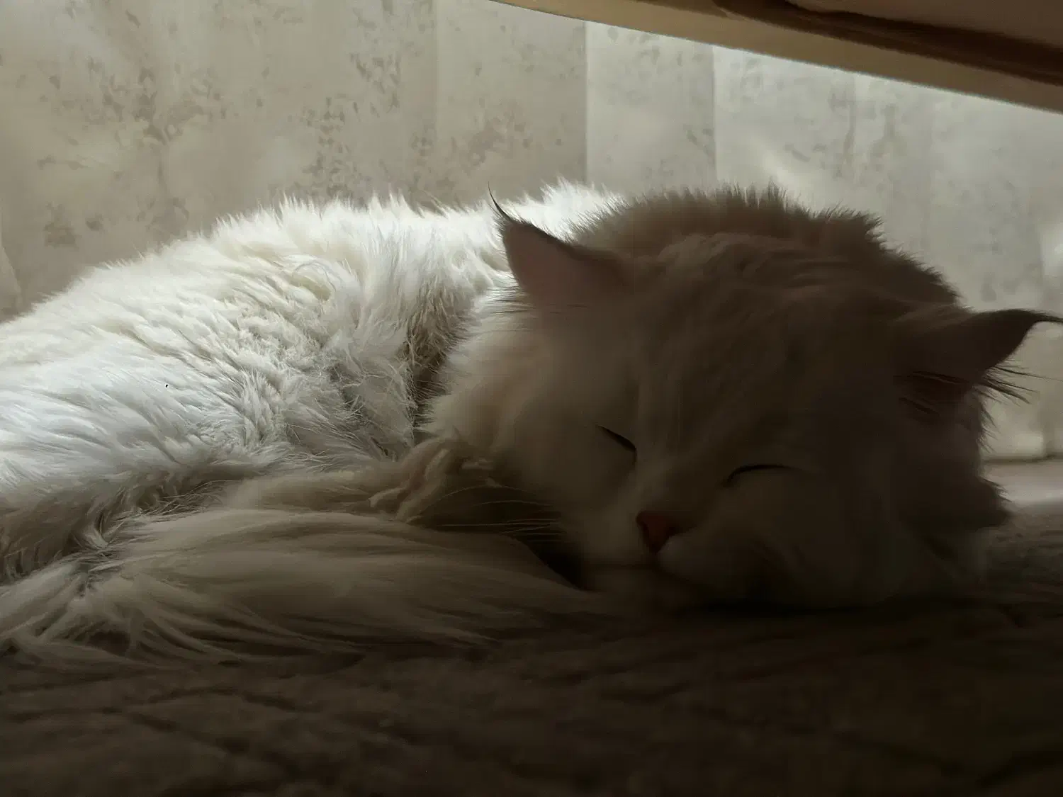 گربه|گربه|شیراز, منطقه هوایی شهید دوران|دیوار