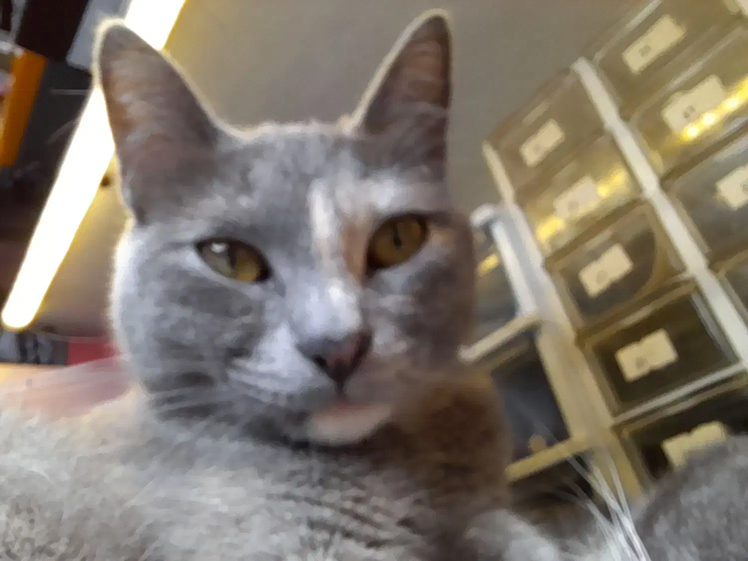 گربه گمشده|حیوانات|بندر انزلی, خوش پیک|دیوار