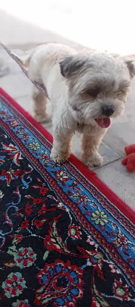 سگ پاه کوتاه|سگ|رفسنجان, |دیوار