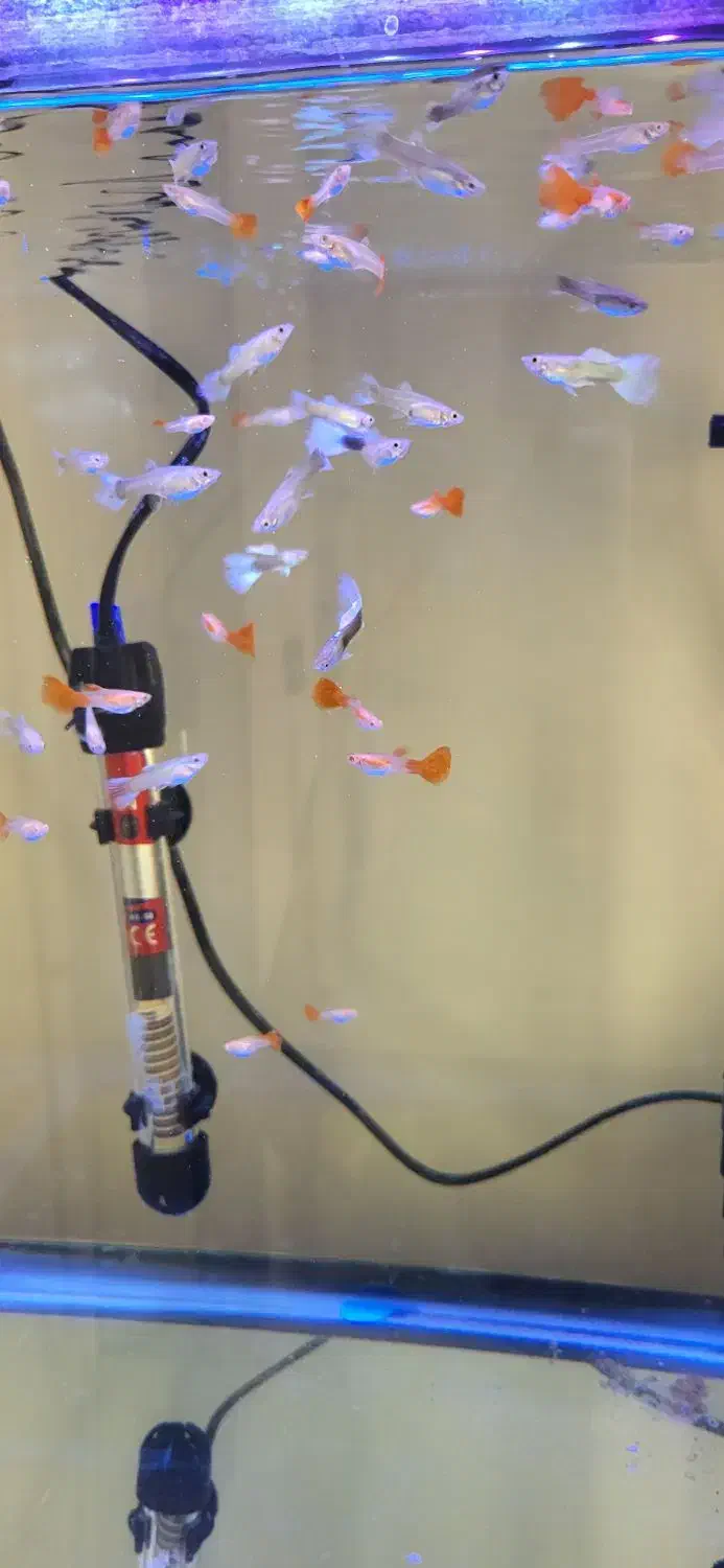 ماهی گوپی ۳ ماهه به بالا|ماهی|تهران, تهرانپارس غربی|دیوار