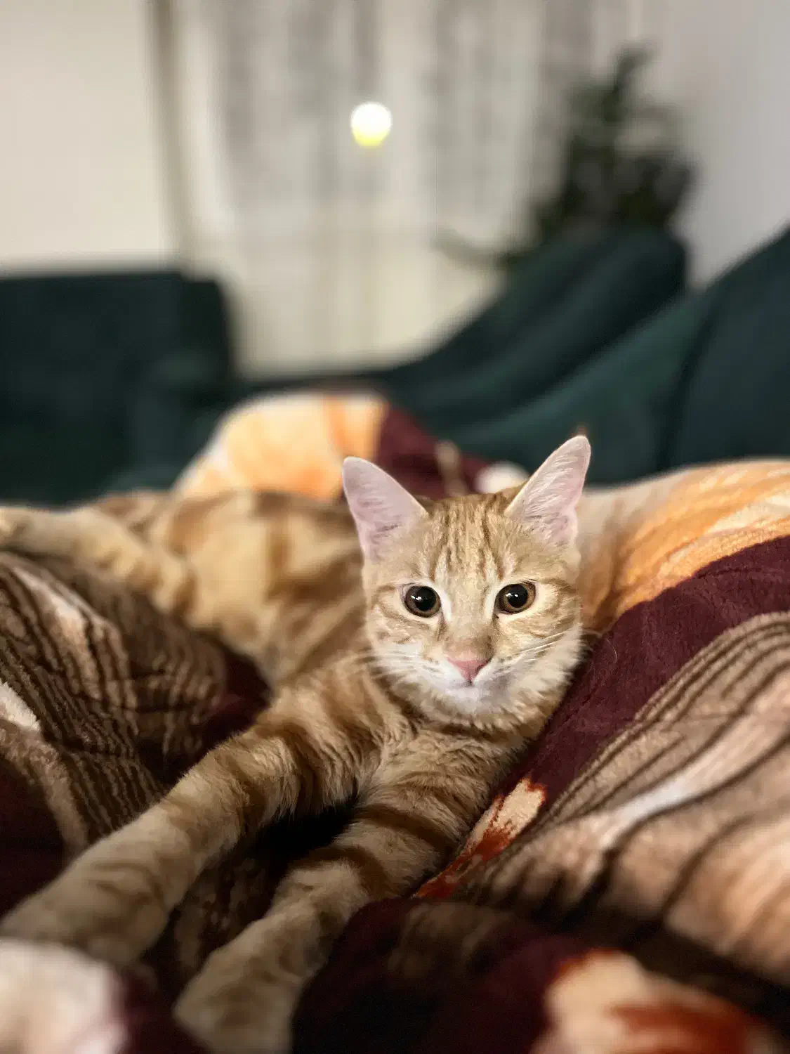 گربه هویجی فوری|گربه|بجنورد, |دیوار