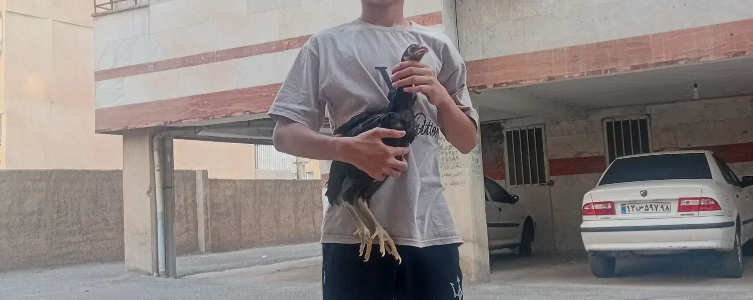 مرغ لاری افغان|پرنده|ایلام, |دیوار