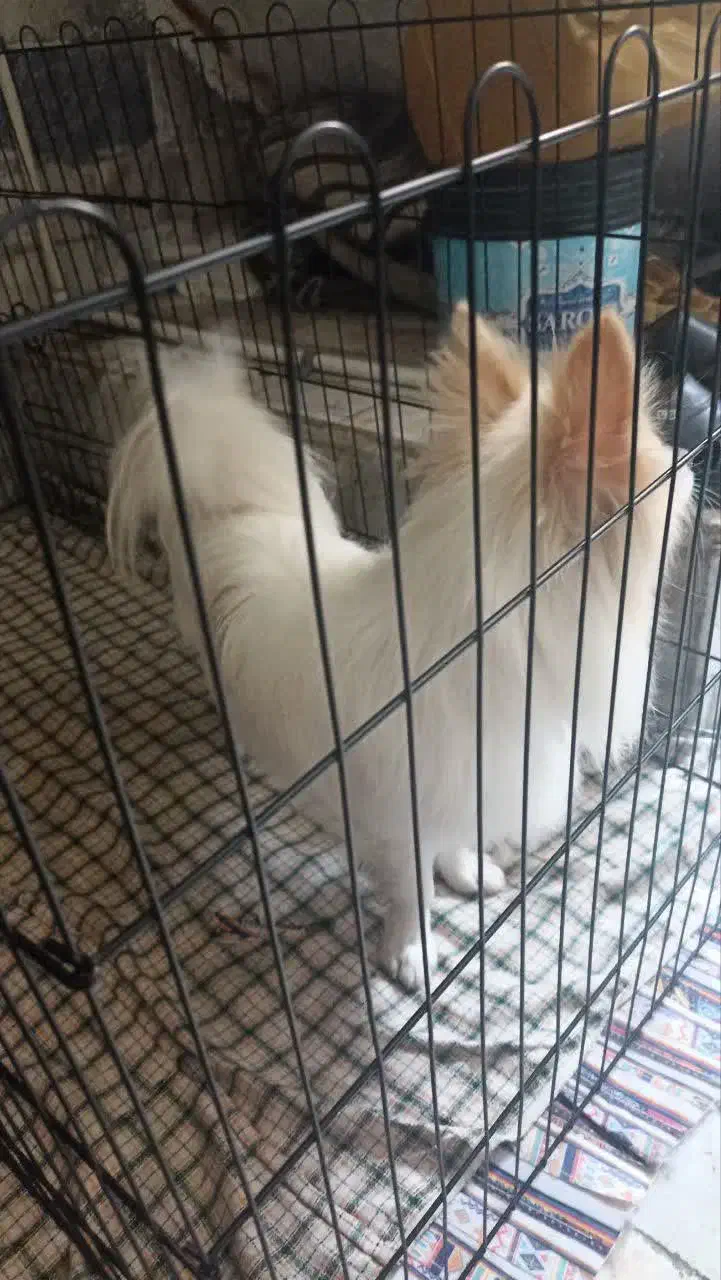 سگ خانگی|سگ|قم, لسانی|دیوار