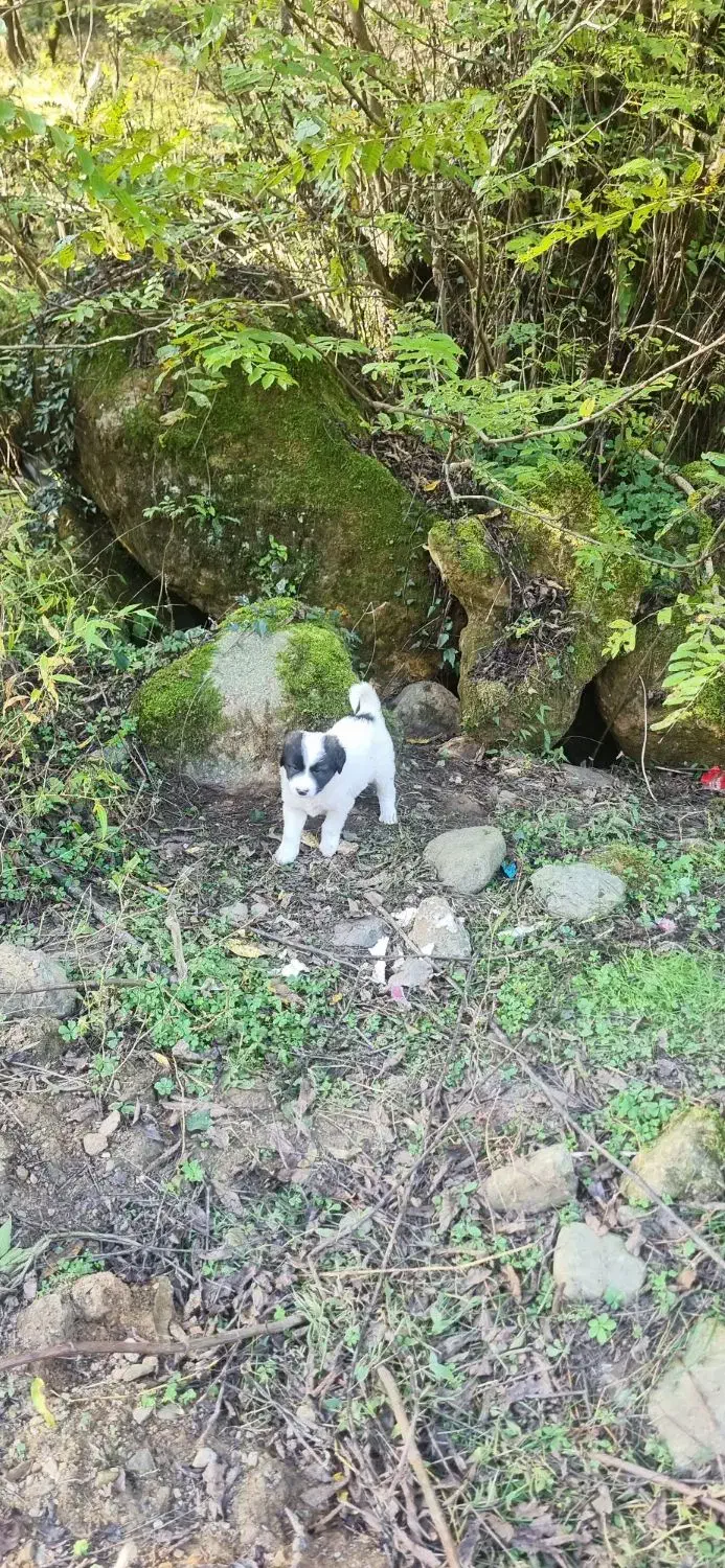 سگ شکاری مخصوص گراز|سگ|ماکلوان, |دیوار