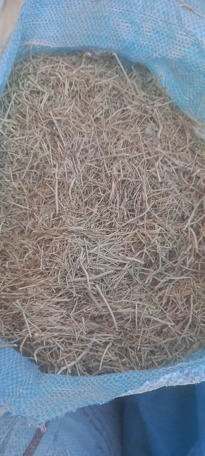 کاه زیره سبز بدون خاک.|عمده‌فروشی|بردسکن, |دیوار
