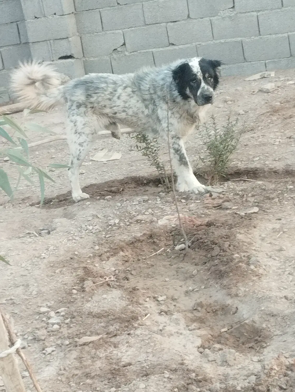 سگ گله ایی|سگ|اصفهان, سپاهان‌شهر|دیوار