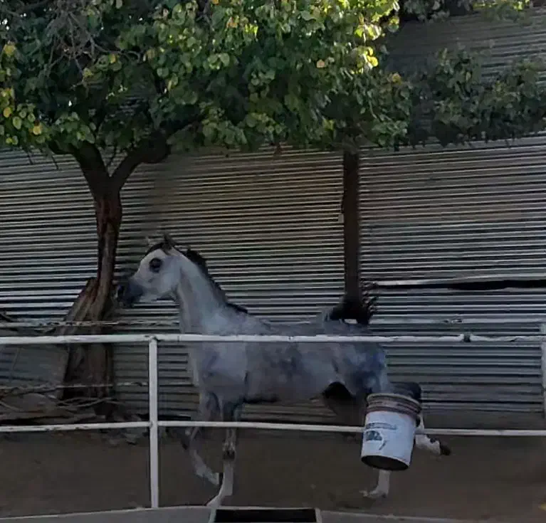 اسب عرب وارداتی،|اسب و تجهیزات اسب‌سواری|گلپایگان, |دیوار