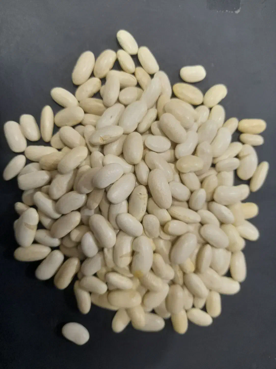 لوبیا سفید سورتی|خوردنی و آشامیدنی|کاشان, ملا حبیب‌الله شریف|دیوار