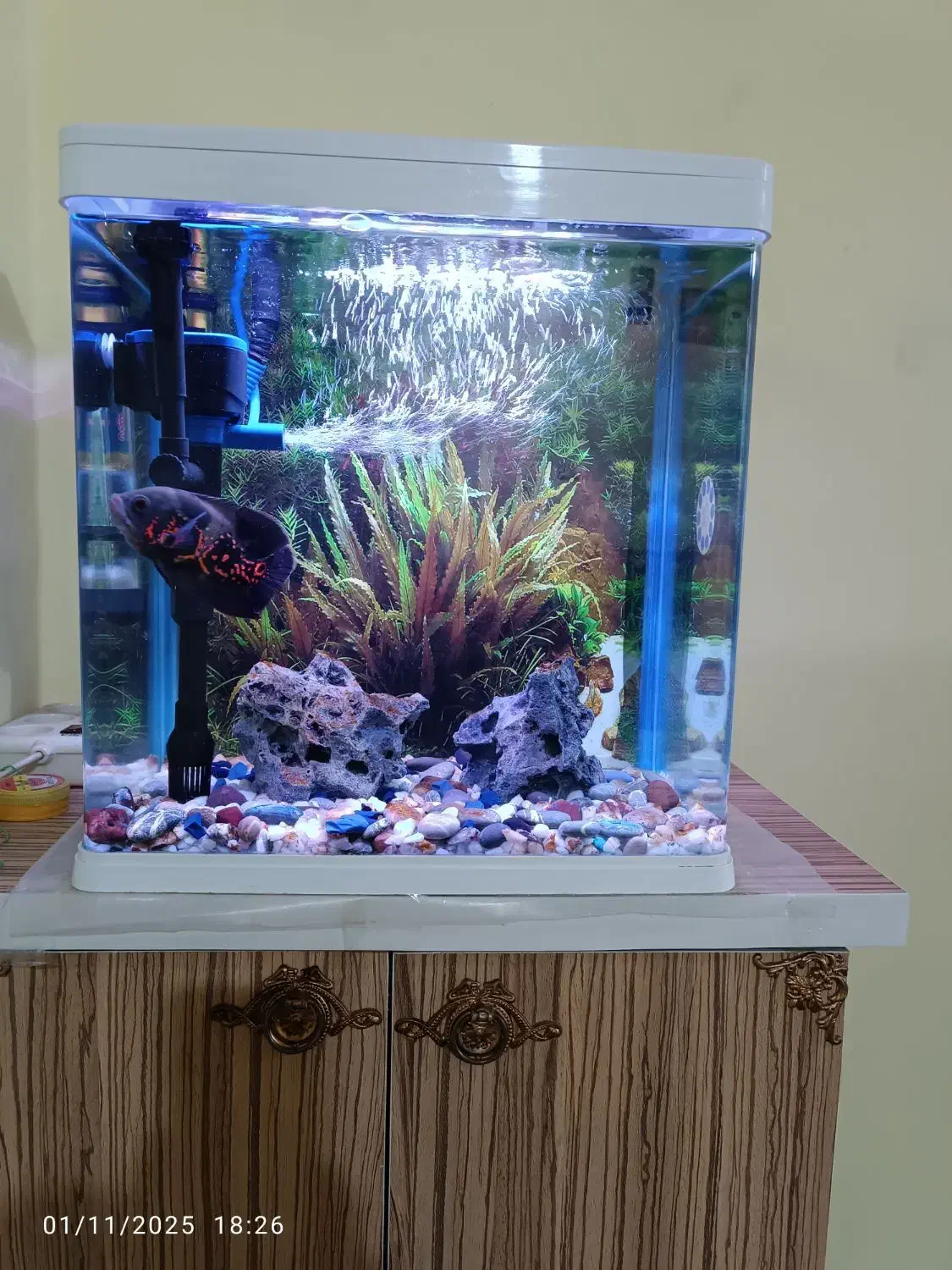 آکواریوم k390|ماهی|اهواز, پردیس دو|دیوار