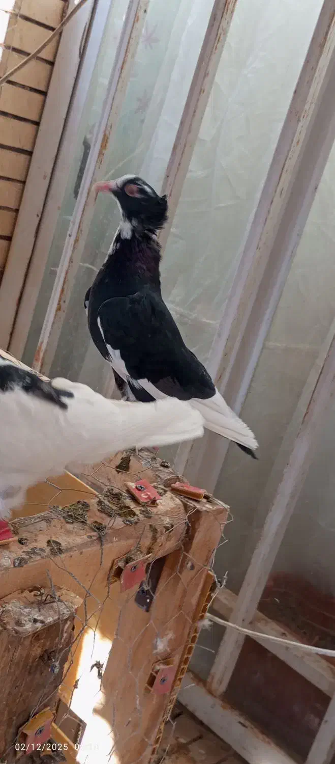 کبوتر|پرنده|رفسنجان, |دیوار