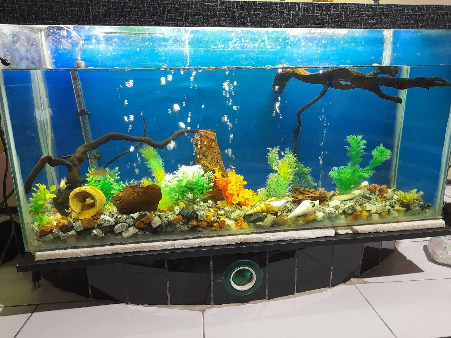 اکواریم  تمیز مخصوص با صلیقه ها|ماهی|دهدشت, |دیوار