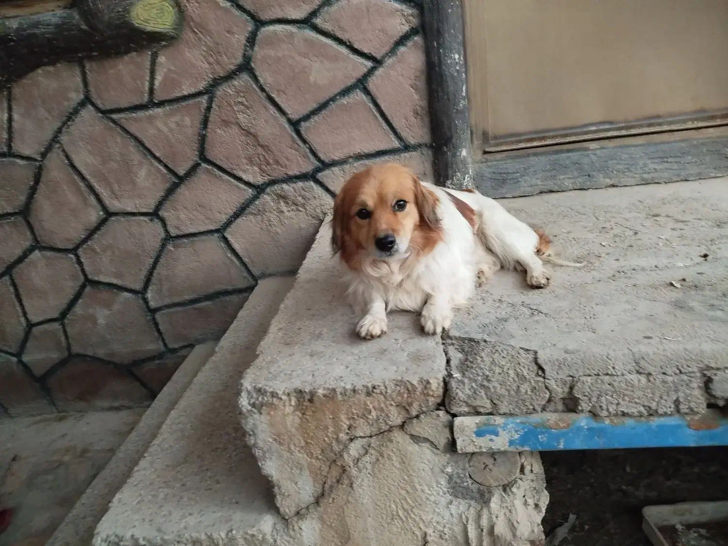 سگ پاپی نر  میکس اشپیتز و شیتزو|سگ|شهرضا, |دیوار