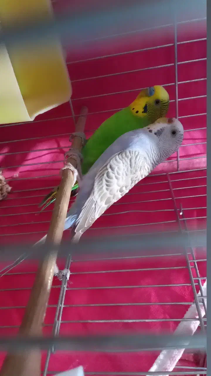 مرغ عشق کارداده|پرنده|اصفهان, جلفا|دیوار