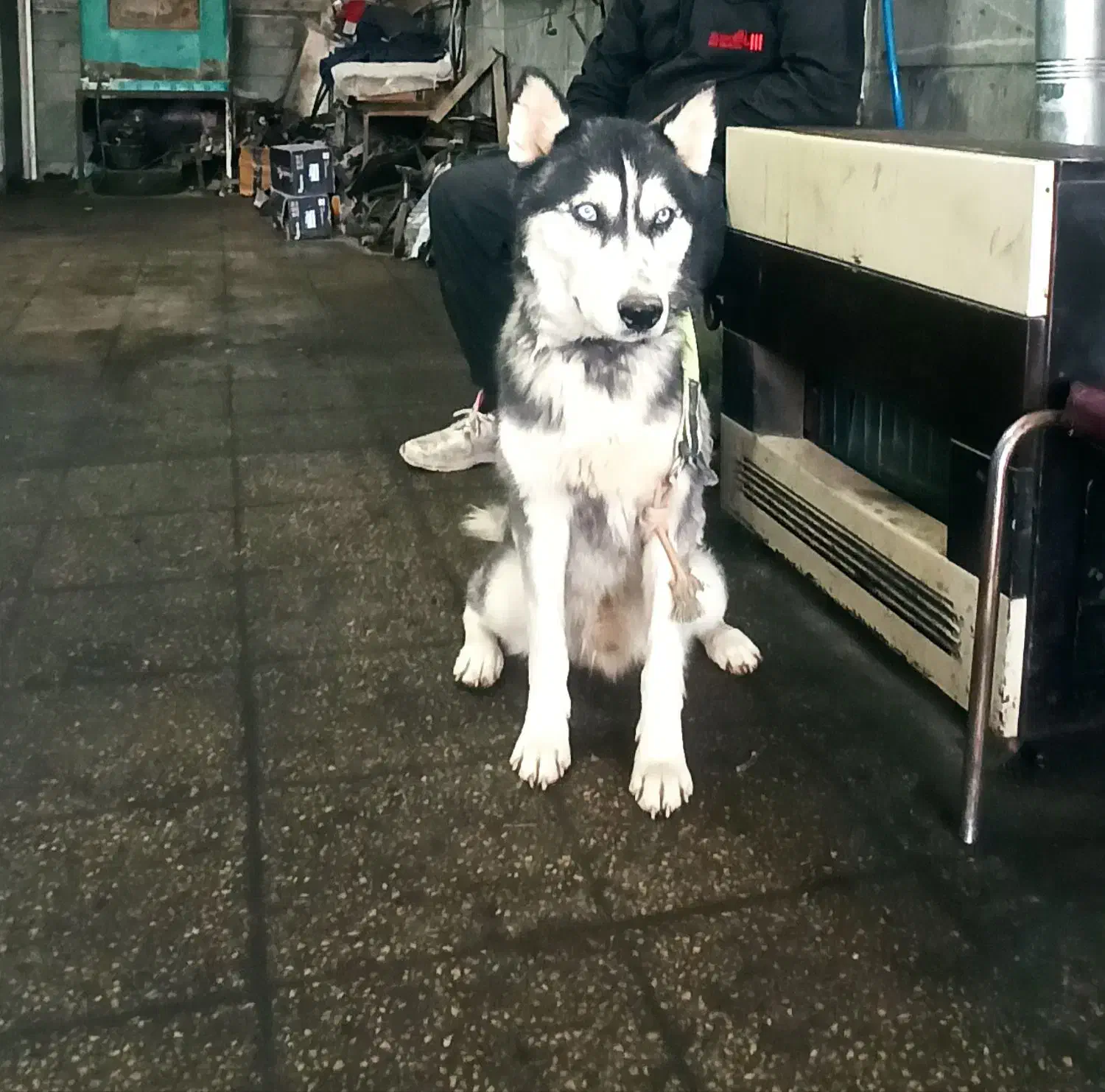 سگ هاسکی|سگ|کاشان, قطب راوندی|دیوار