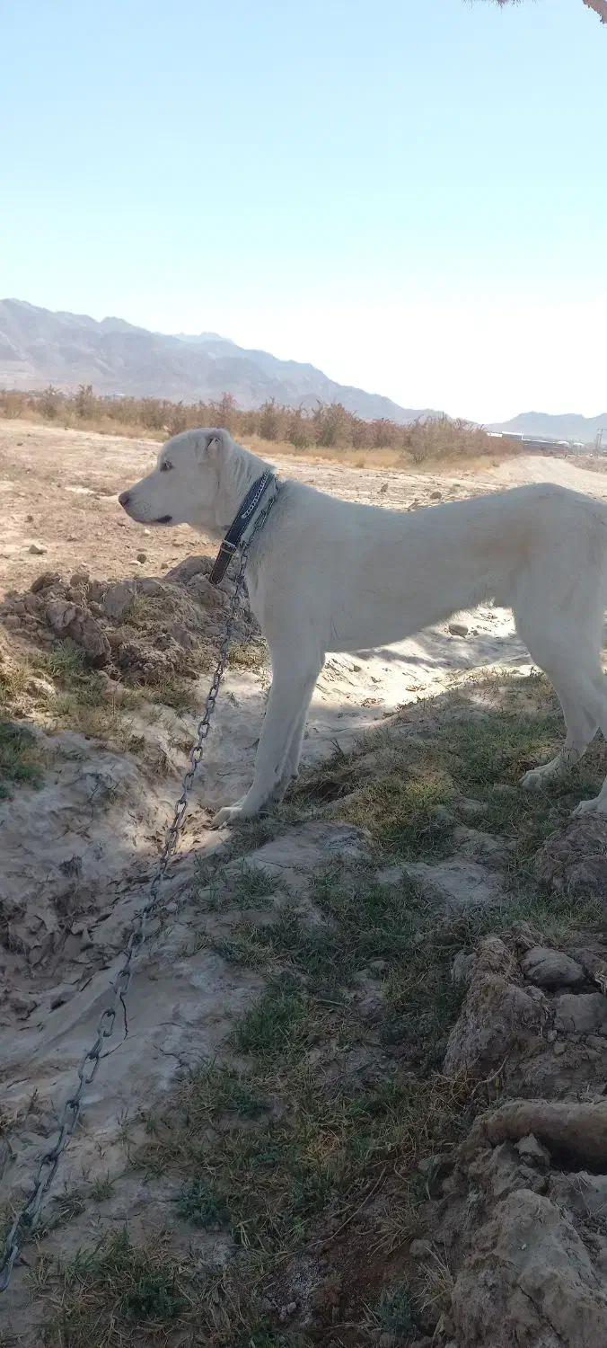 سگ ۹ ماهه نسل درست فروشی|سگ|قائن, |دیوار