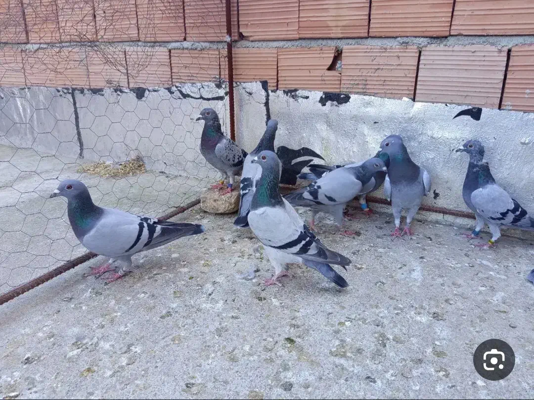 کبوتر المانی پلاکی مسافتی|پرنده|جویبار, |دیوار