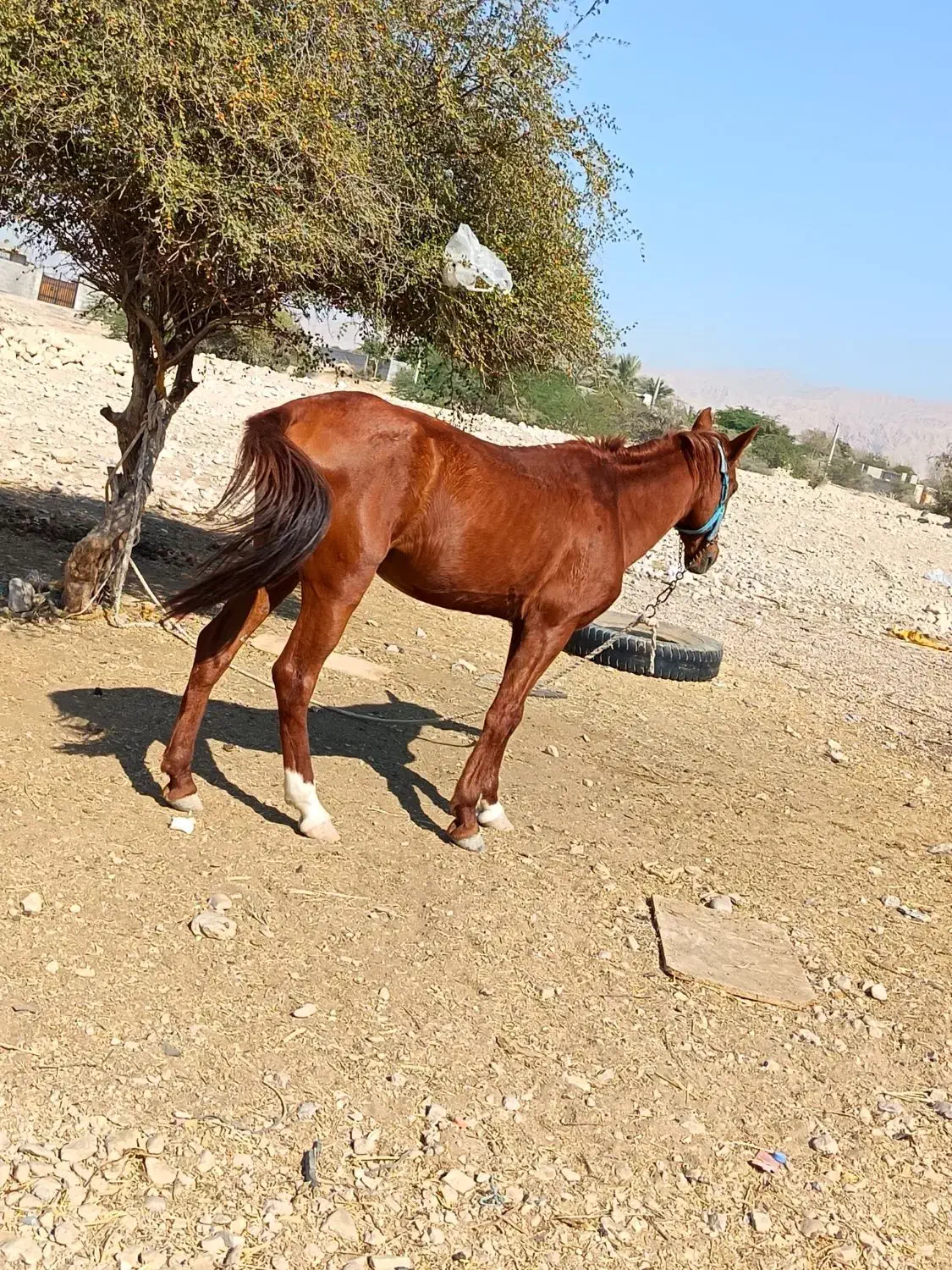 اسب سواری|اسب و تجهیزات اسبسواری|برازجان, |دیوار