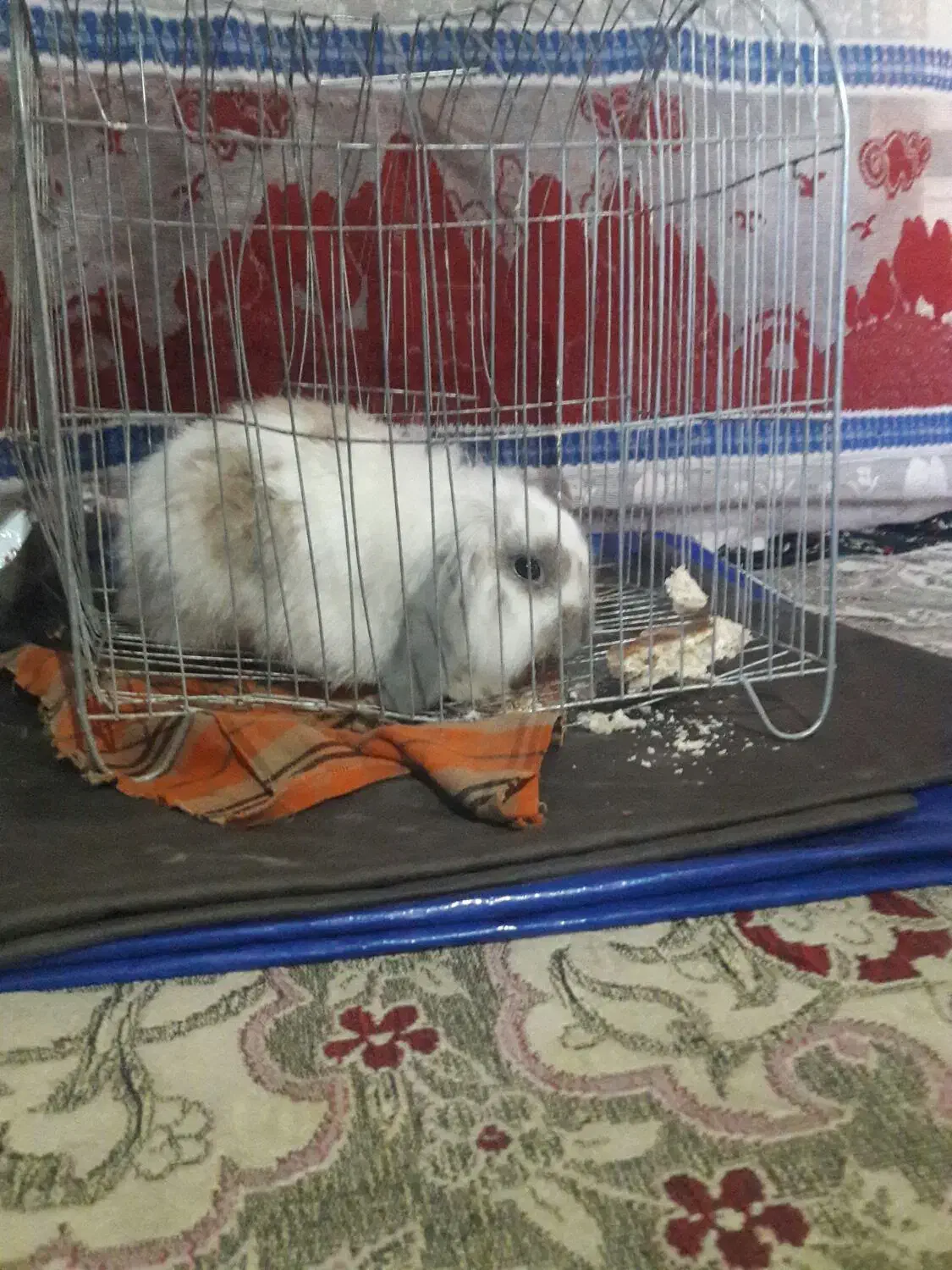 خرگوش نر لوپ|موش و خرگوش|زاهدان, |دیوار