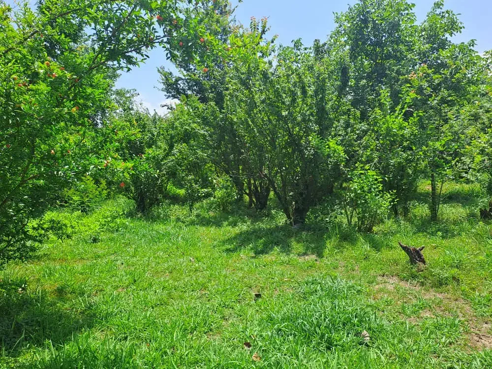 7 هزار متر مناسب ساخت شهرک ویلایی|فروش زمین و ملک کلنگی|لاهیجان, آهندان|دیوار