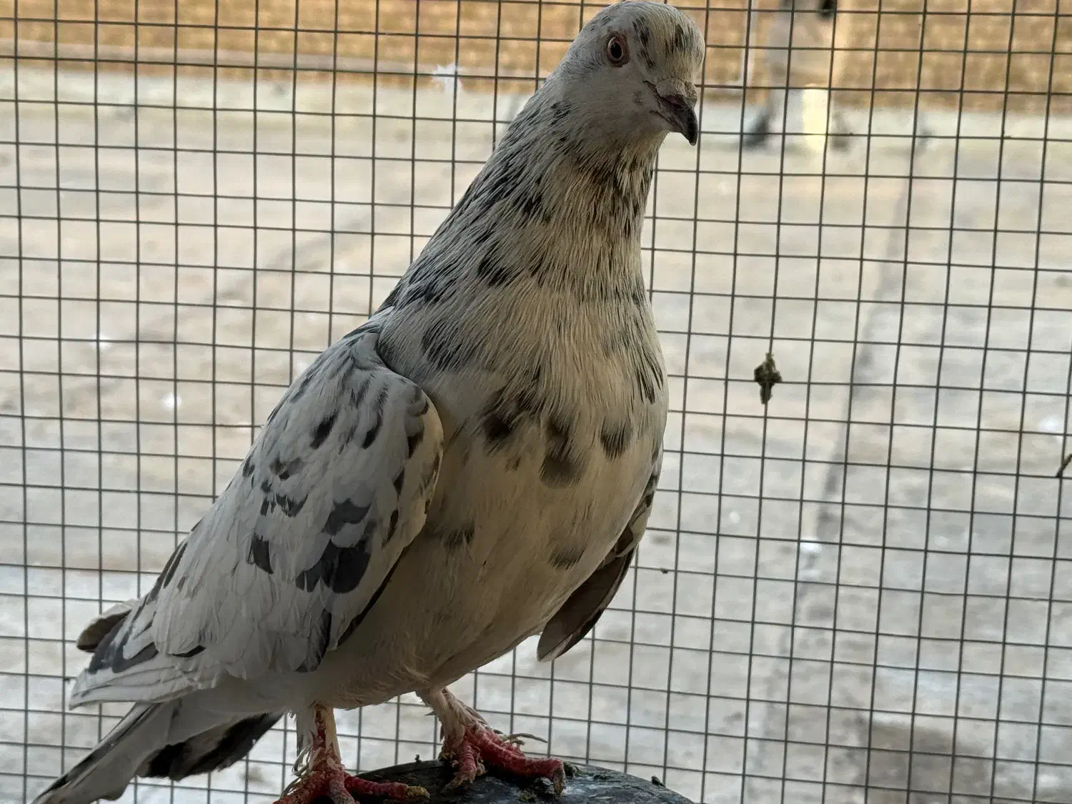 سرور هفترنگ تهرونی|پرنده|مبارکه, |دیوار