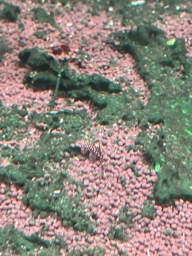 ماهی گیاه خوار تترا|ماهی|رشت, نیکمرام|دیوار