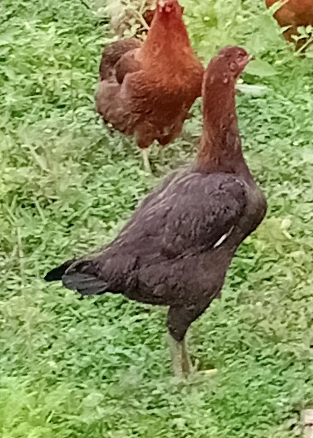 مرغ لار بااصالت|حیوانات مزرعه|کیاشهر, |دیوار