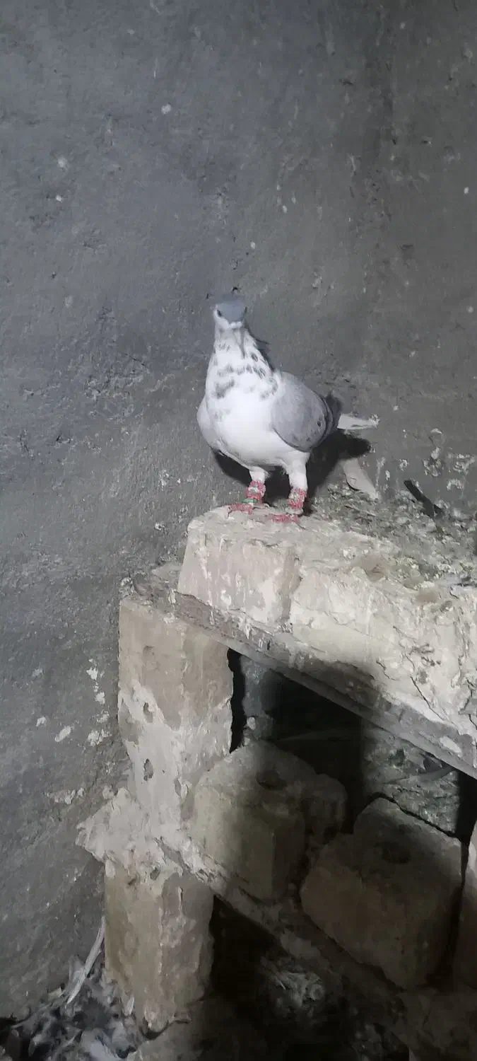 چند تا گرفتنی|پرنده|زبرخان, |دیوار