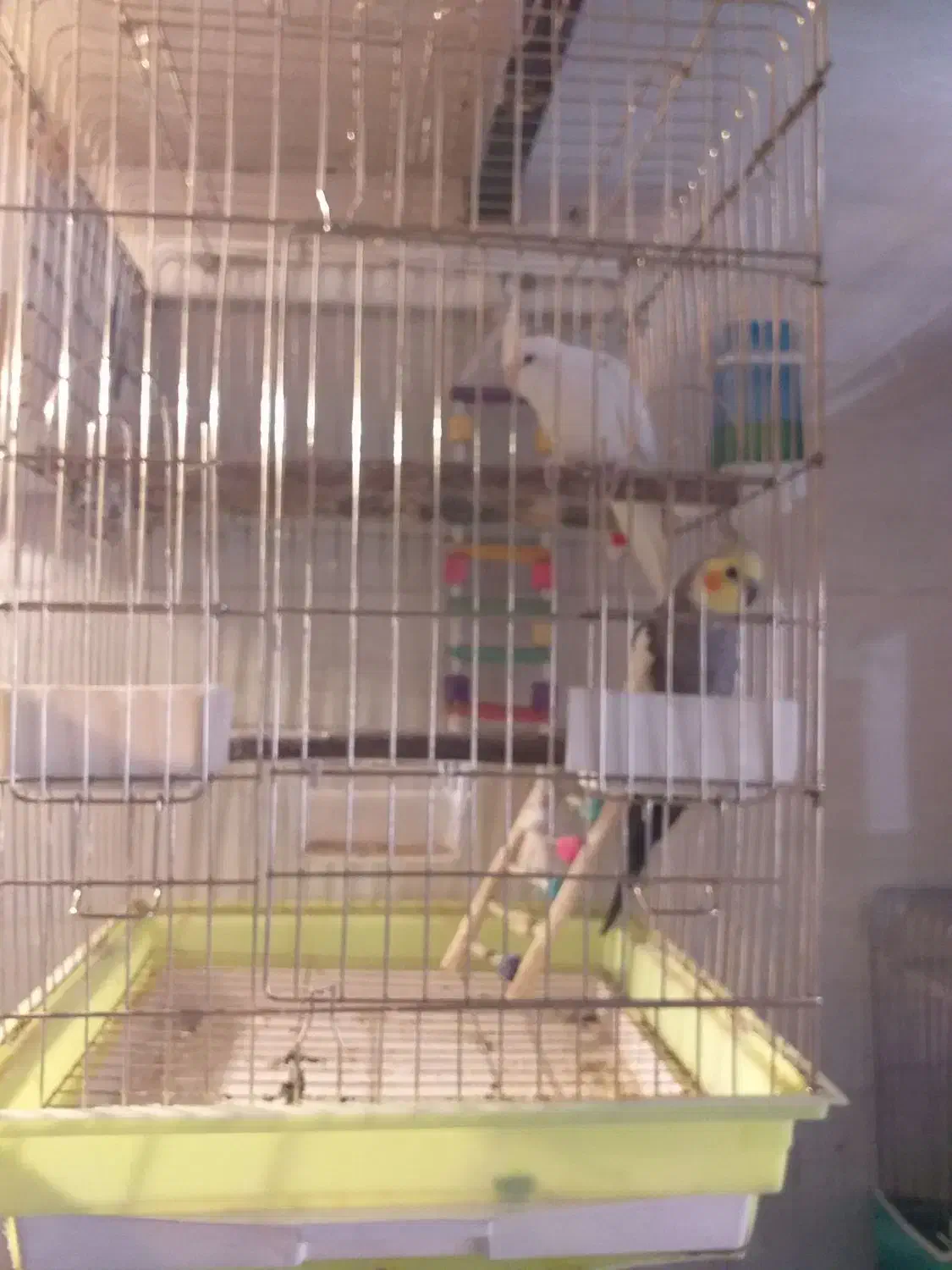 عروس هلندی|پرنده|گرمدره, |دیوار