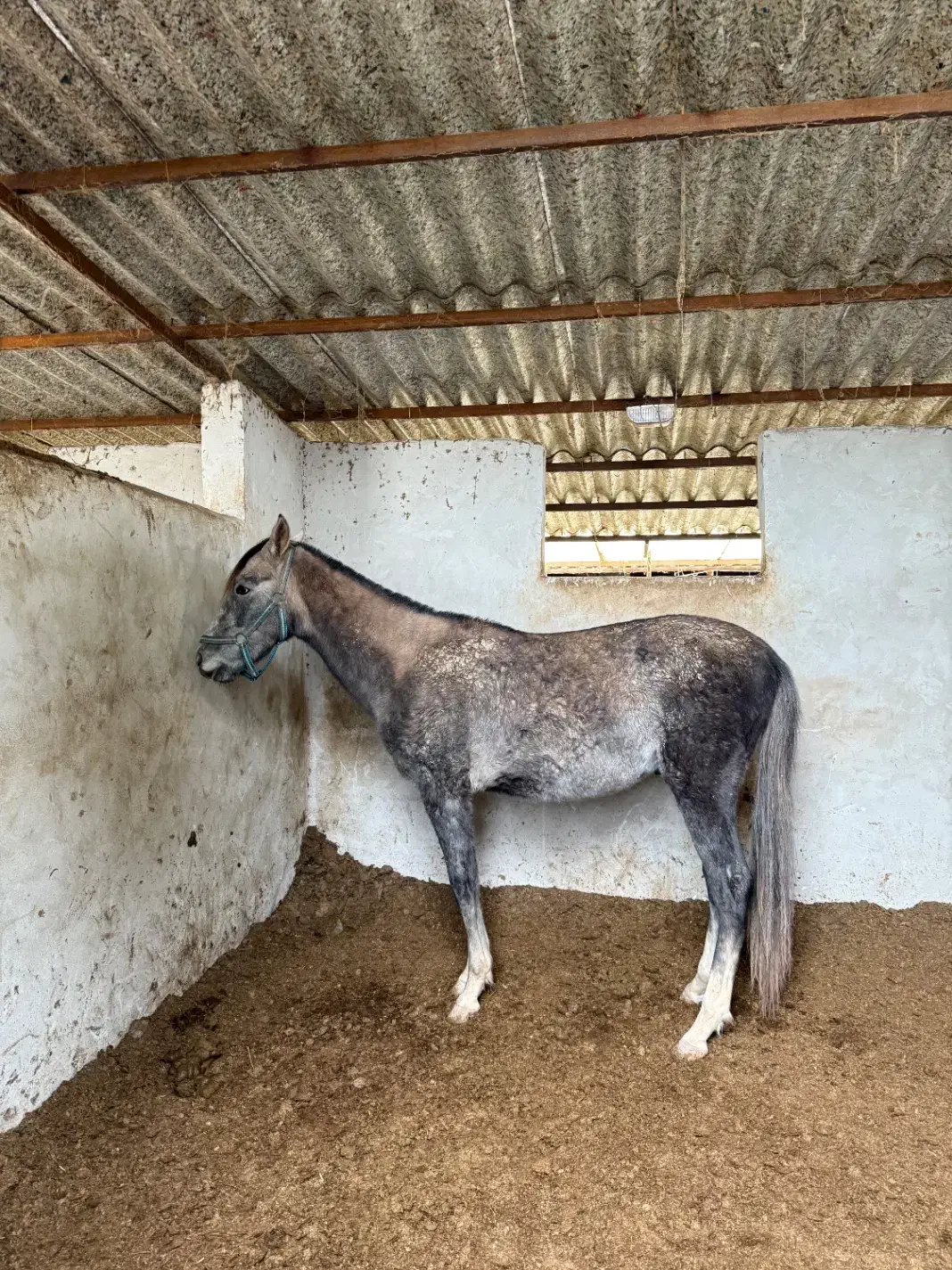 فروش اسب ترکمن|اسب و تجهیزات اسب‌سواری|گرگان, |دیوار