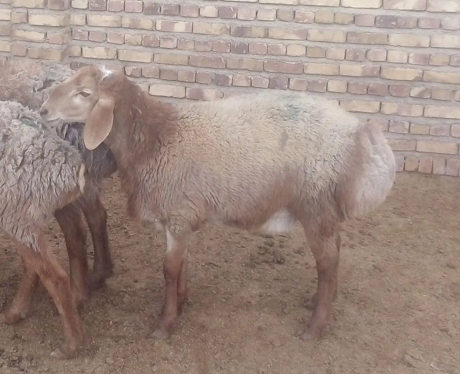 بره نر|حیوانات مزرعه|تربت جام, والفجر|دیوار