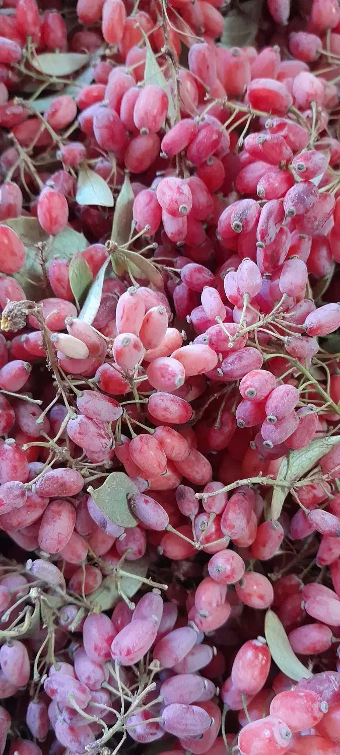 زرشک|خوردنی و آشامیدنی|فردوس (خراسان), |دیوار