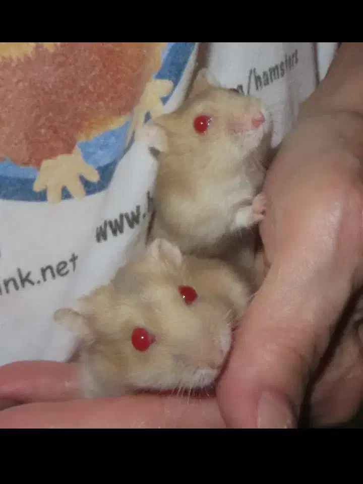 همستر ناز خوشرنگ|موش و خرگوش|محمدشهر, همایون ویلا|دیوار