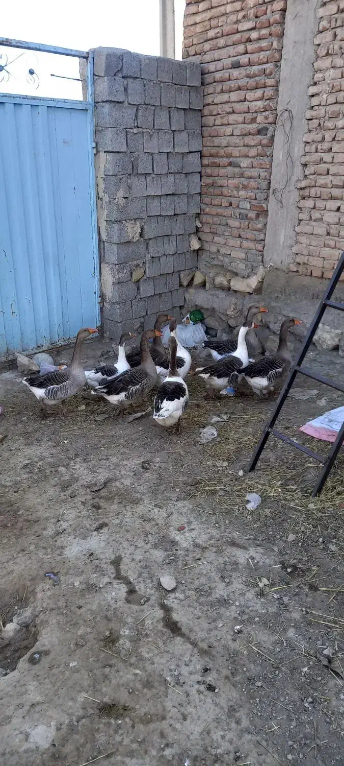 ۹ عدد غازه ۹ ماهه|حیوانات مزرعه|ثمرین, |دیوار